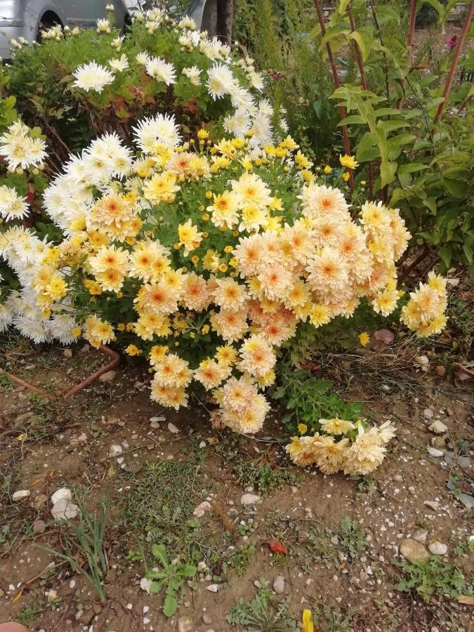 La Nuova Dimora B&B Λ' Άκουιλα Εξωτερικό φωτογραφία